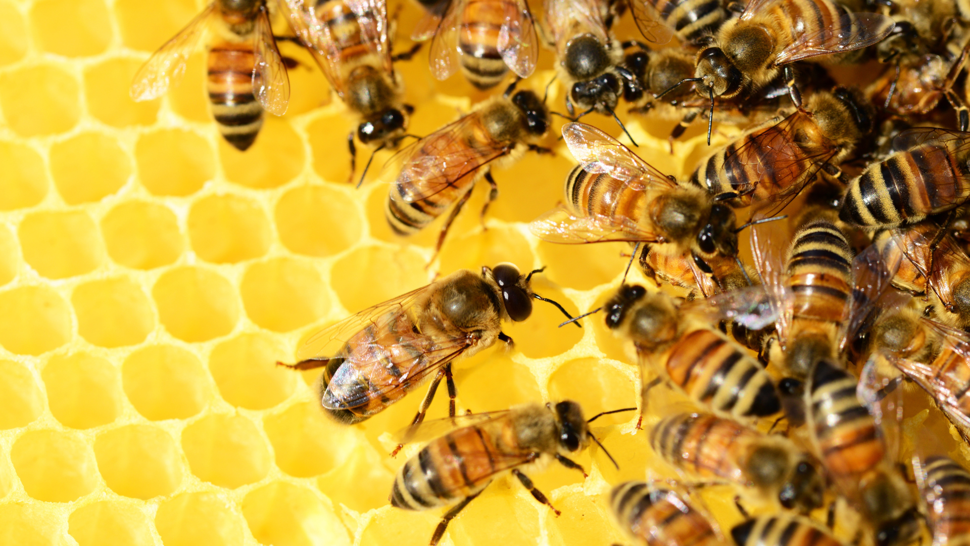 papinterview, papi, danièle-nicole, abeille, abeilles, apiculteur, animaux